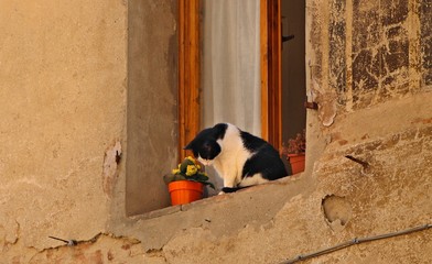 Katze am Fenster