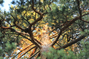 Pine at sunset wiev from the ground up to the sky