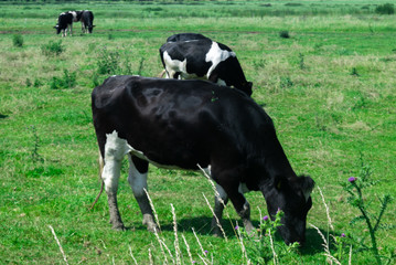 Typical Scene of cows standing meadow
