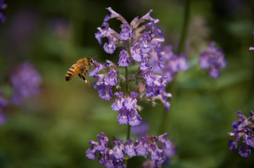bee on a flower