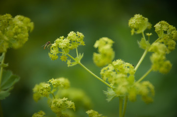 yellow flowers