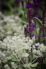 purple flowers in the garden