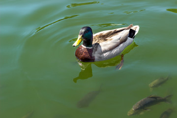 duck swimming in the pond