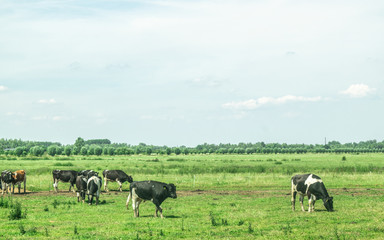 Naklejka na ściany i meble Typical Scene of cows standing meadow