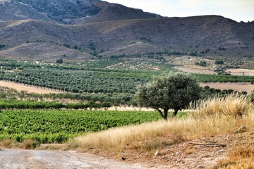 Fototapeta premium Landscape of vineyards in Jumilla, Murcia province