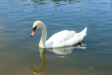 Plakat white swan swims in a pond