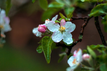The beautiful Apple tree blooms. Spring flowers. Close-up of white and pink flowers branch with nature background in the park.