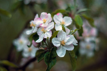 Fototapeta premium The beautiful Apple tree blooms. Spring flowers. Close-up of white and pink flowers branch with nature background in the park.