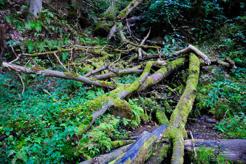 Rotten green roots in the Forest nearby the M&uuml;ngstener Br&uuml;cke and Schloss Burg. Both sights are located in Solingen in Germany.