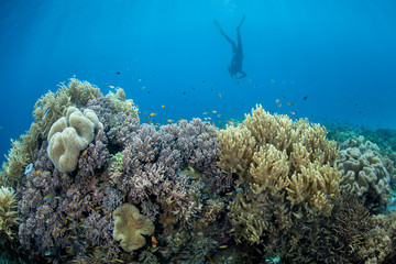 A snorkeler explores a reef in Raja Ampat, Indonesia. This remote, tropical region is home to an extraordinary array of marine biodiversity and is a popular destination for divers and snorkelers.
