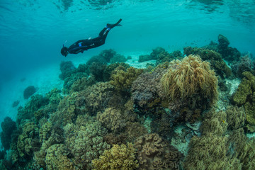 A snorkeler explores a reef in Raja Ampat, Indonesia. This remote, tropical region is home to an extraordinary array of marine biodiversity and is a popular destination for divers and snorkelers.