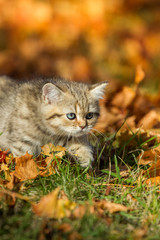 Naklejka na ściany i meble Katze Rassekatzen British Kurzhaar Kätzchen Kitten im Herbst tigert durch das schöne Herbstlaub