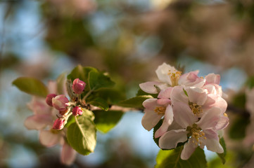 The beautiful Apple tree blooms. Spring flowers. Close-up of white and pink flowers branch with nature background in the park.