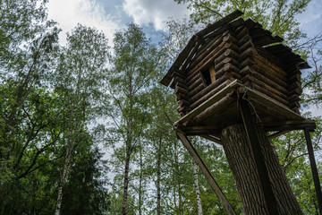 strange tree house in forest