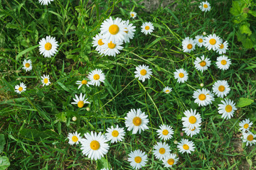 Fototapeta premium White garden daisies in the poor country. Selective focus.