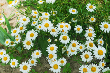 Fototapeta premium White garden daisies in the poor country. Selective focus.