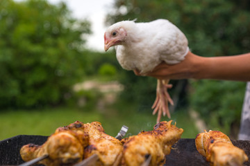 lucky day for chicken. chicken bbq, farm life. Сhicken looks like grilled chicken. frustrated chicken