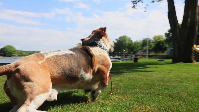 Playful old beagle dog jumping up and wagging tail in slow motion