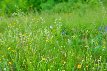 field lay flowers summer day. flower background