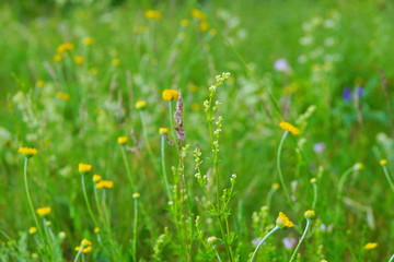field lay flowers summer day. flower background