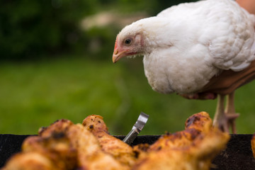 lucky day for chicken. chicken bbq, farm life. Сhicken looks like grilled chicken. frustrated chicken