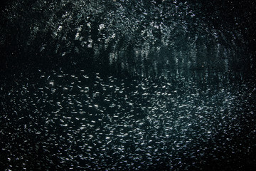 Naklejka na ściany i meble A school of silversides swims in dark water in Raja Ampat, Indonesia. This region is home to an extraordinary array of marine biodiversity and is a popular destination for divers and snorkelers.