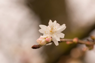 Close up view on Prunus Subhirtella autumnalis, Zurich Botanical Garden.