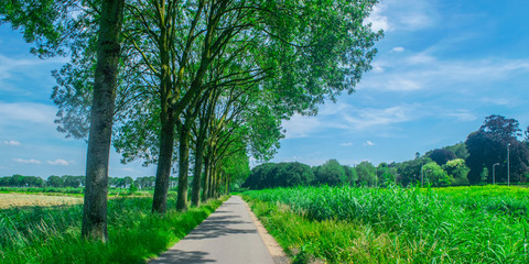 Dutch meadow panoramic landscape