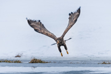 Adult White-tailed eagle in flight. Blue sky background. Scientific name: Haliaeetus albicilla, also known as the ern, erne, gray eagle, Eurasian sea eagle and white-tailed sea-eagle.