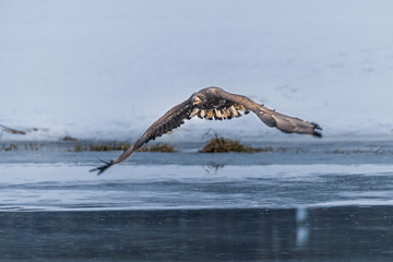Adult White-tailed eagle in flight. Blue sky background. Scientific name: Haliaeetus albicilla, also known as the ern, erne, gray eagle, Eurasian sea eagle and white-tailed sea-eagle.