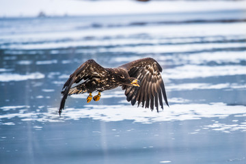 Adult White-tailed eagle in flight. Blue sky background. Scientific name: Haliaeetus albicilla, also known as the ern, erne, gray eagle, Eurasian sea eagle and white-tailed sea-eagle.