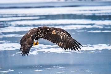 Adult White-tailed eagle in flight. Blue sky background. Scientific name: Haliaeetus albicilla, also known as the ern, erne, gray eagle, Eurasian sea eagle and white-tailed sea-eagle.