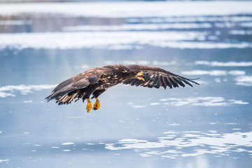 Adult White-tailed eagle in flight. Blue sky background. Scientific name: Haliaeetus albicilla, also known as the ern, erne, gray eagle, Eurasian sea eagle and white-tailed sea-eagle.