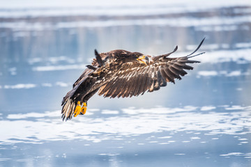 Adult White-tailed eagle in flight. Blue sky background. Scientific name: Haliaeetus albicilla, also known as the ern, erne, gray eagle, Eurasian sea eagle and white-tailed sea-eagle.