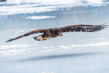 Adult White-tailed eagle in flight. Blue sky background. Scientific name: Haliaeetus albicilla, also known as the ern, erne, gray eagle, Eurasian sea eagle and white-tailed sea-eagle.