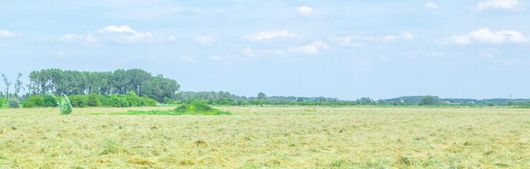 Dutch meadow panoramic landscape