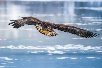 Adult White-tailed eagle in flight. Blue sky background. Scientific name: Haliaeetus albicilla, also known as the ern, erne, gray eagle, Eurasian sea eagle and white-tailed sea-eagle.
