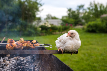 lucky day for chicken. chicken bbq, farm life. Сhicken looks like grilled chicken. frustrated chicken