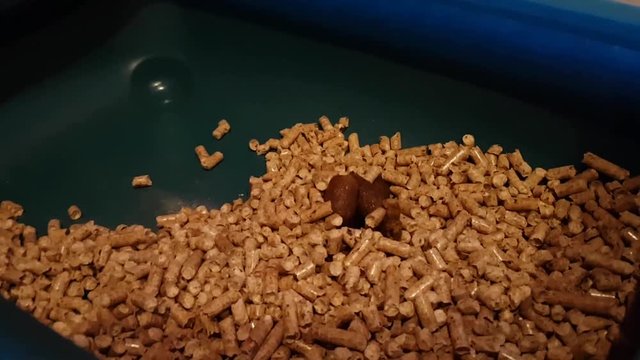 A house cat buries its poop with wood filler. The animal is accustomed to walking in the tray