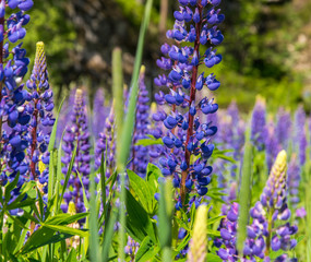 Lupinus, lupin, lupine field with pink purple and blue flowers.
