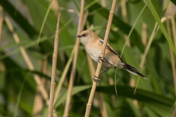 Stunning bird photo. Bearded reedling / Panurus biarmicus