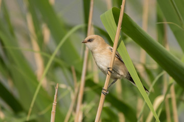 Stunning bird photo. Bearded reedling / Panurus biarmicus