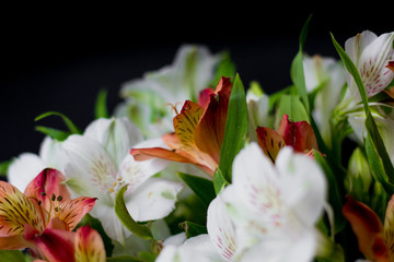 Fototapeta na wymiar Beautiful flowers Alstroemeria white red maroon