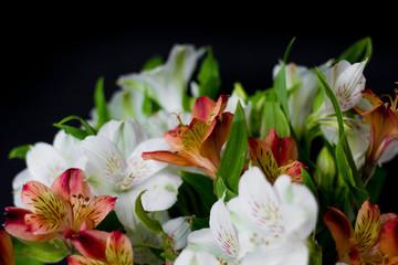 Beautiful flowers Alstroemeria white red maroon