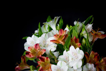 Beautiful flowers Alstroemeria white red maroon