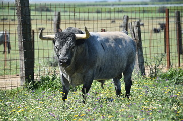 toro en el campo en españa