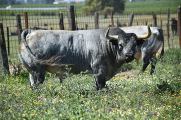 toro en españa en el campo
