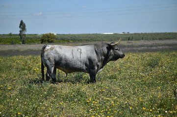 toro en el campo en españa