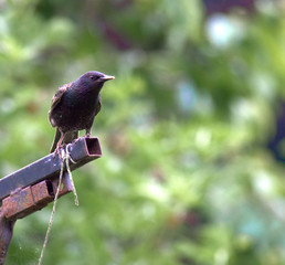 Starlings feeding on feeder