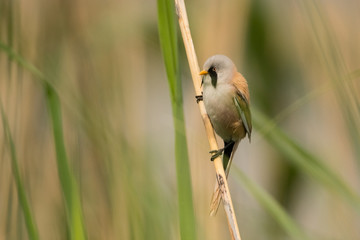 Stunning bird photo. Bearded reedling / Panurus biarmicus